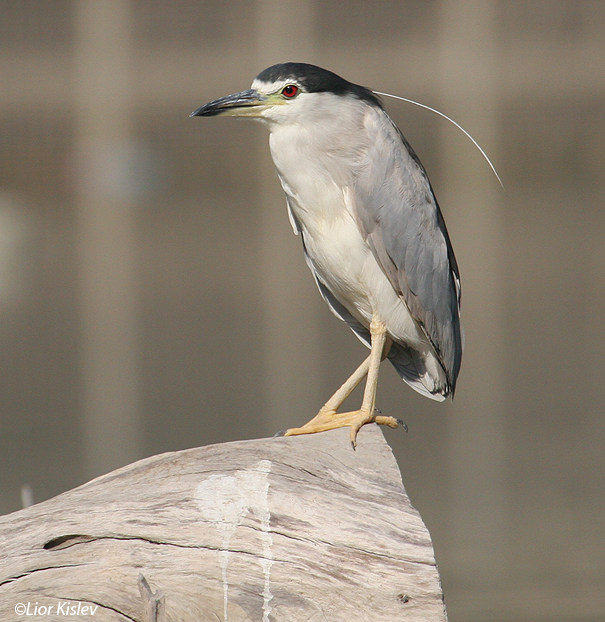  אנפת לילה  Black-crowned Night-Heron                                    Nycticorax nycticorax ,הירדן יוני 2006.